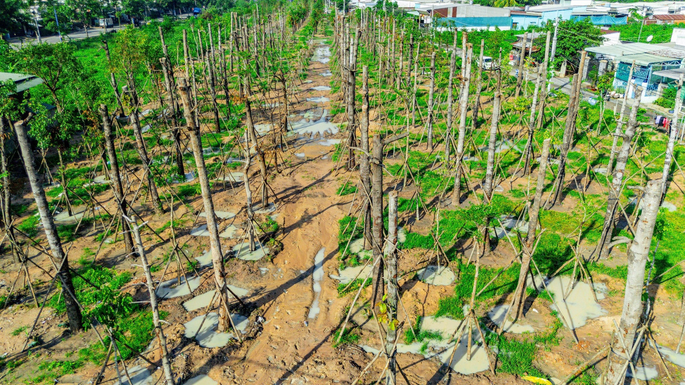 Mỗi cây trồng có giá trị từ 6 đến 15 triệu đồng.