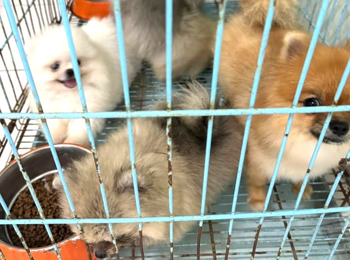 Tang vật công an thu giữ