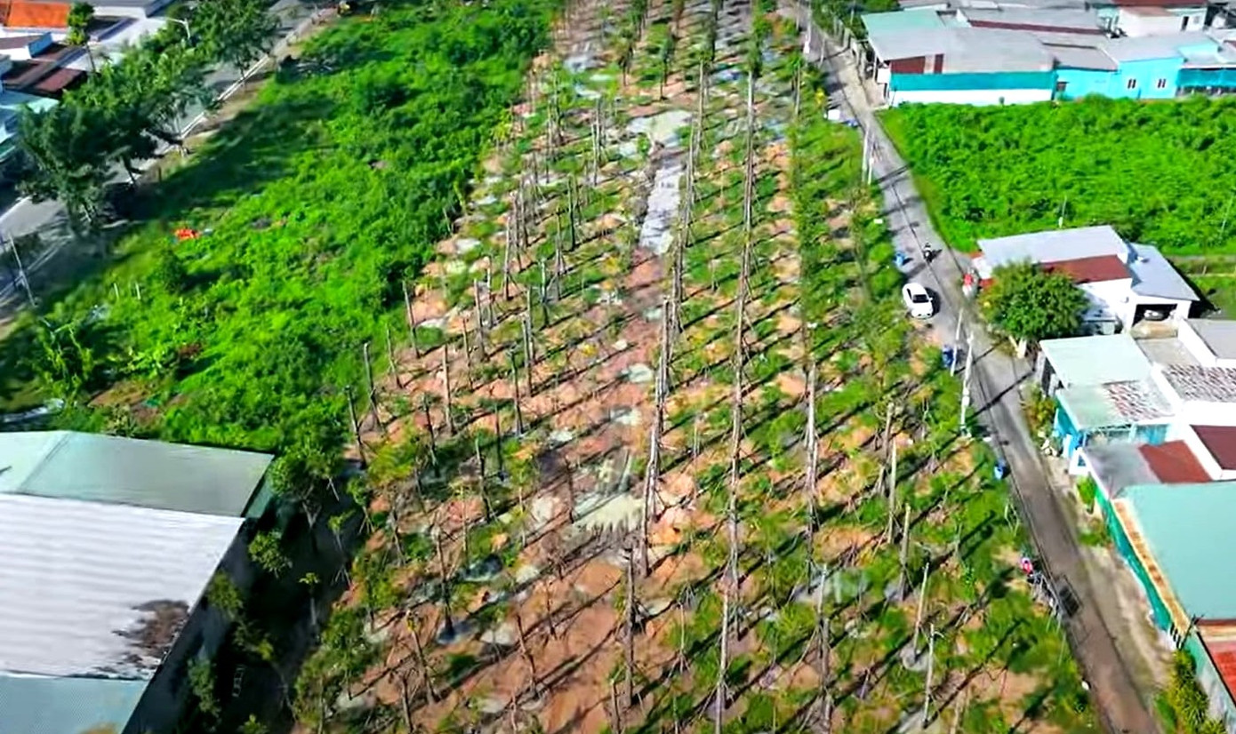 Ngày 5/7, anh Nguyễn Minh Tâm – Bí thư Thành Đoàn Thủ Dầu Một (Bình Dương) cho biết, đơn vị đã phát động và thực hiện công trình “Vườn cây thanh niên”. Hiện tại, chương trình đã trồng được hơn 1.500 cây (15 triệu đồng/cây), chuẩn bị trồng tiếp 1.400 cây (6 triệu đồng/cây). Tổng kinh phí thực hiện công trình hàng chục tỉ đồng được vận động từ nguồn xã hội. Các loại cây được trồng gồm: kèn hồng, dầu, sao…