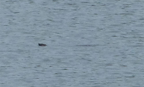 Sáu năm tìm kiếm rùa Hoàn Kiếm ở ngoại thành Hà Nội ảnh 1