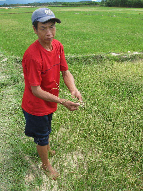 Nông dân Võ Văn Hưởng: “Chỉ cần 1 mồi lửa là lúa cả xã cháy rụi”. Nông dân Võ Văn Hưởng: “Chỉ cần 1 mồi lửa là lúa cả xã cháy rụi”