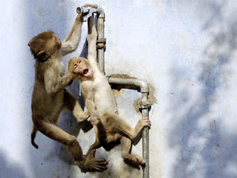 Một chú sói nhảy qua hàng rào trong cuộc đi săn của mình, Luis Rodriguez (người Tây Ban Nha - tác giả bức ảnh) nói rằng tấm hình này đã xác định sự nghiệp của anh Đây là bức ảnh dành giải thưởng trong thể loại đen - trắng, Danny Green đã sử dụng máy ảnh với tốc độ chụp chậm để ghi lại chuyển động của hàng trăm nghìn con chim trên bầu trời Phải mất 16 năm, Fergus Gill (Scotland) mới ghi lại được hình ảnh hai chú chim cổ vàng chiến đấu với nhau trên mặt những bông tuyết Một chú mèo đang doạ dẫm một con cáo to gấp 3 lần nó, ảnh do nhiếp ảnh gia Igor Spilenok (Nga) chụp Hai chú khỉ tranh giành nhau uống nước tại một vòi nước tự động, Andrew Forsyth - Nhiếp ảnh gia người Anh đã nhanh chóng chộp lại khoảnh khắc rất “trẻ con” của chúng