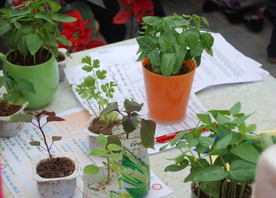 Cách trồng các loại rau mầm, rau thơm để vừa có rau ăn, vừa điều hoà không khí cũng được 3R chia sẻ với các bạn sinh viên.