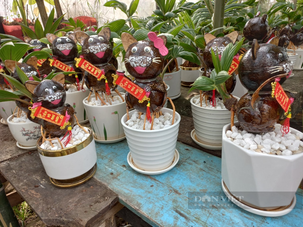Những chậu bonsai dừa tạo hình mèo duyên dáng, đáng yêu. Ảnh: Hồng Phúc Những chậu bonsai dừa tạo hình mèo duyên dáng, đáng yêu. Ảnh: Hồng Phúc