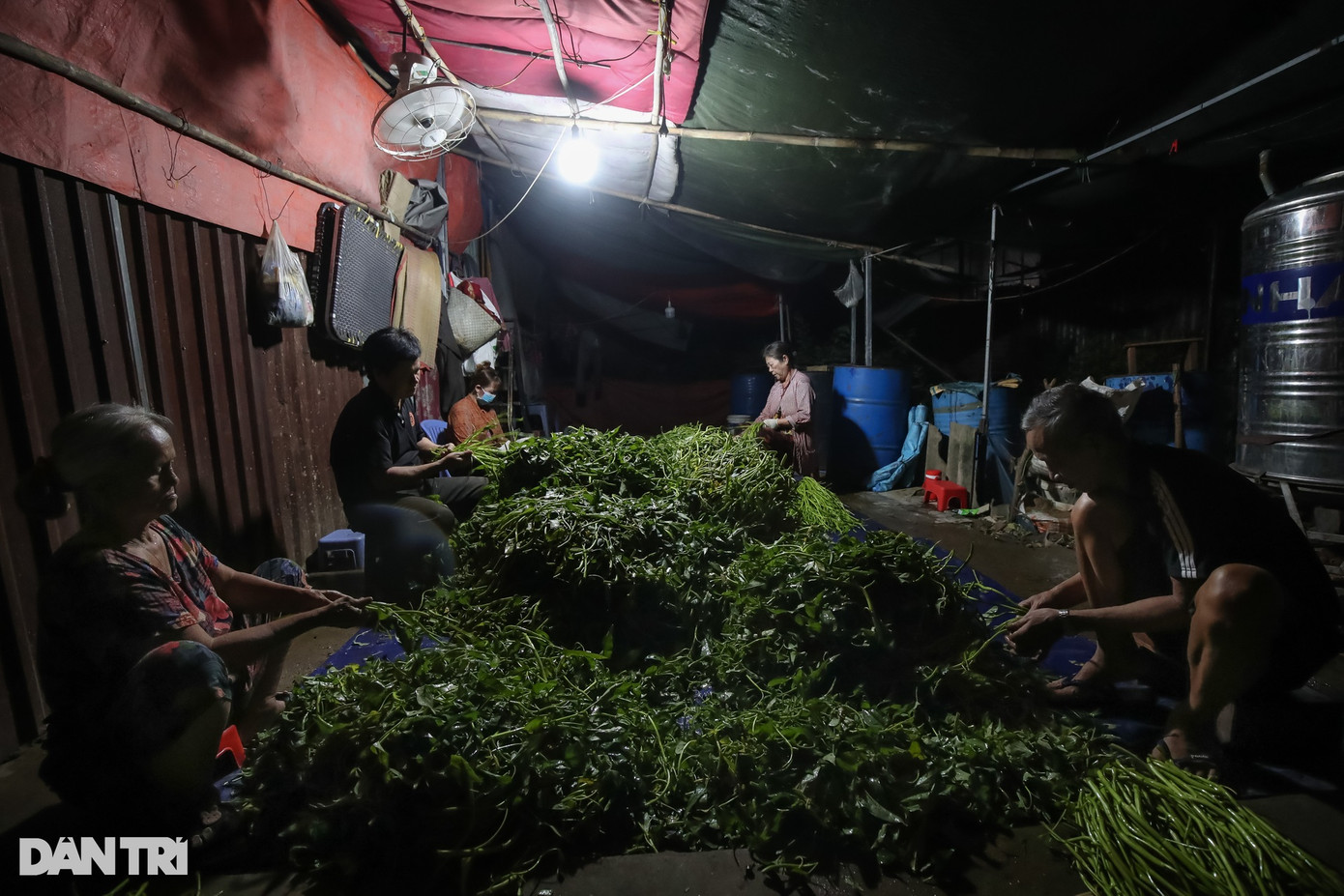 Hằng đêm, những căn lều tạm trên mảnh đất thuê cạnh rạch Dừa (TP Thủ Đức) lại sáng đèn, những âm thanh lụp bụp từ tiếng tuốt rau muống. Họ là những người quê gốc miền Tây lên TPHCM lập nghiệp với mong muốn có một cuộc sống khá giả, sung túc hơn.