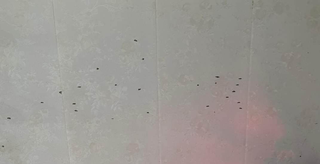 Những vết thủng trên tường nhà chị Thúy sau vụ nổ súng. Ảnh: Thuy Tien Những vết thủng trên tường nhà chị Thúy sau vụ nổ súng. Ảnh: Thuy Tien