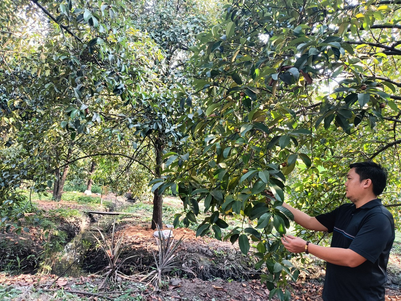 Nông dân phấn khởi vì năm nay măng cụt được mùa. Trong ảnh: Anh Nguyễn Quang Trợ bên vườn măng của gia đình tại ấp Phú Hưng, xã An Sơn (TP Thuận An, tỉnh Bình Dương).