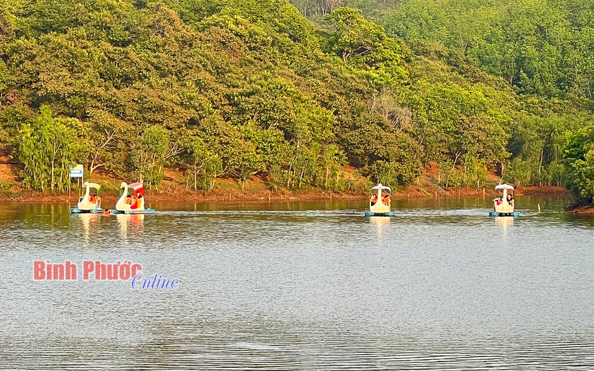 Vào xế chiều, du khách có thể chọn đạp vịt trên những chiếc thuyền thiên nga để tham quan, trải nghiệm quanh hồ Hoa Mai rộng 2 ha thuộc Ban Quản lý Vườn quốc gia Bù Gia Mập.