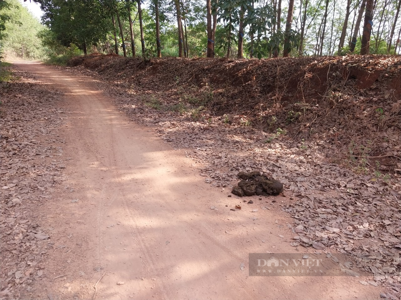 ... và phân voi bỏ lại trên đường. Ảnh: M.X.L