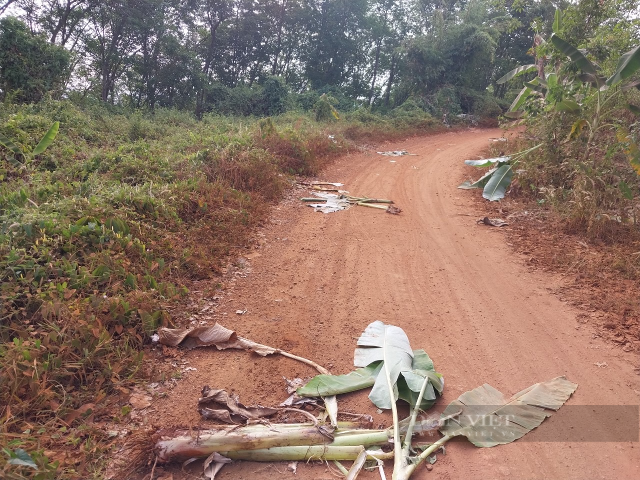 Đường thôn đầy những cây chuối, lá chuối...