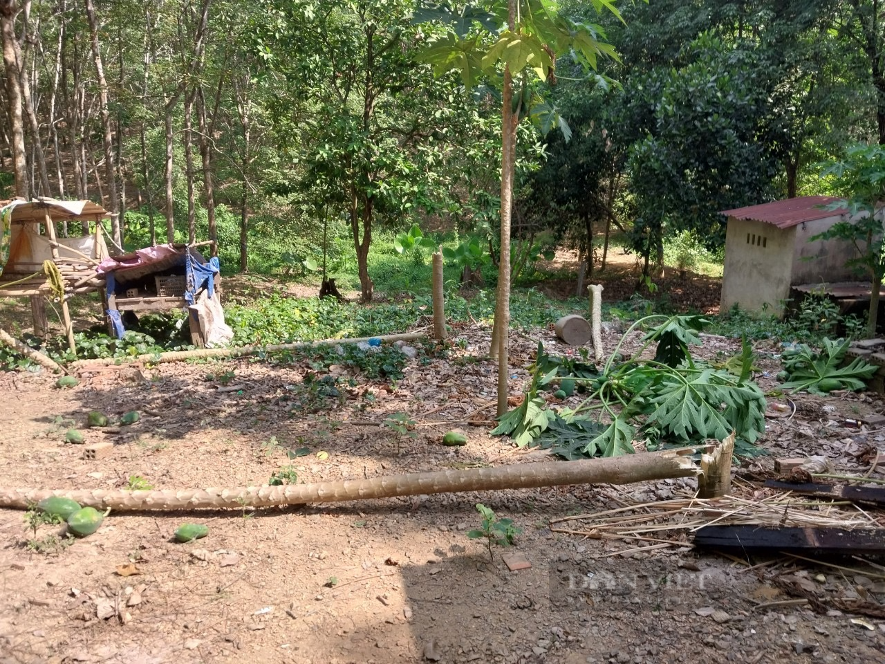 Những cây đu đủ trong vườn nhà một hộ dân đã bị voi quật đổ. Ảnh: M.X.L