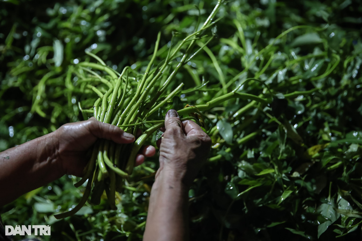Rau muống được tuốt hết lá, chỉ giữ lại phần cọng, rau nhặt xong sẽ được thương lái trả 2.000-2.200 đồng/kg. Thu nhập mỗi ngày công từ 150.000-250.000 đồng/người.