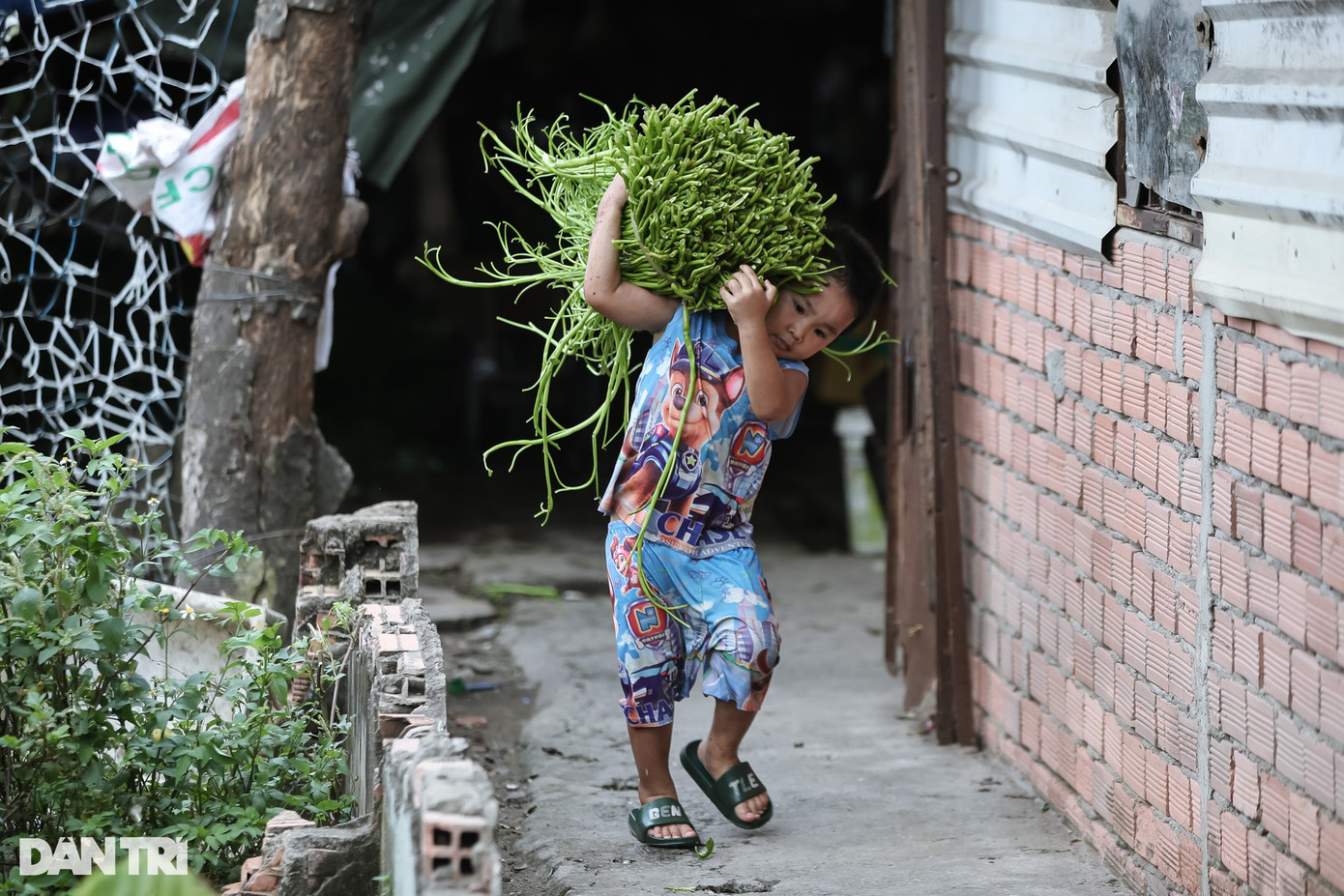 Đứa con trai út năm nay được 4 tuổi của bà Nguyễn Thị Kim Cương (42 tuổi) cũng hăng hái phụ mẹ vác những bó rau ra giao trả lại cho thương lái.