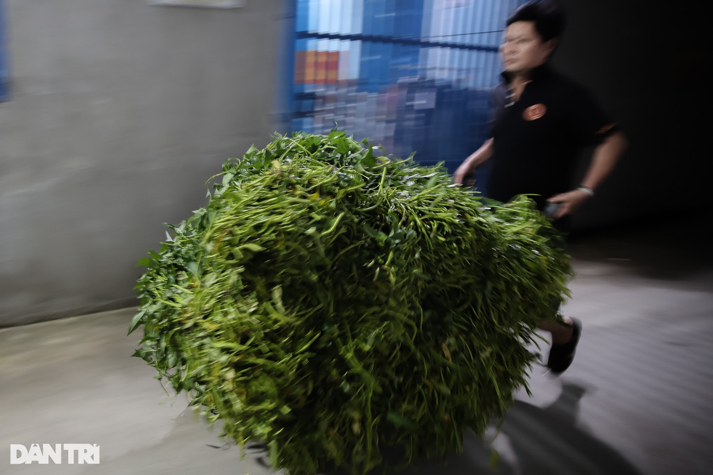 Vì đường hẹp nên nhiều hộ nhặt rau muống thuê ở hẻm 119 đường Tam Bình (TP Thủ Đức) phải dùng xe đẩy cỡ nhỏ để "thồ" những bó rau muống từ đầu hẻm vào nhà.