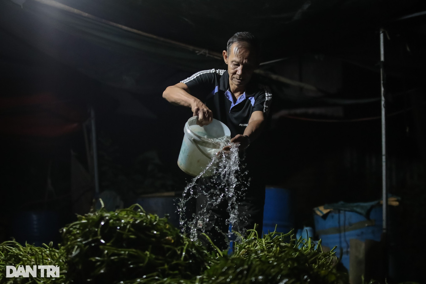 Những bó rau muống được tưới nước liên tục để giữ rau tươi lâu, dễ tuốt hơn.