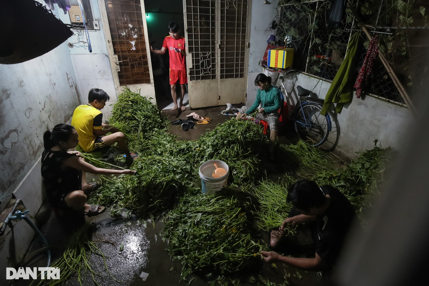 Anh Thảo (quê tỉnh Cà Mau) cùng 3 thành viên trong gia đình nhận rau từ thương lái để nhặt kiếm thêm thu nhập. Công việc chính của anh là thợ hồ, nhưng hằng ngày anh Thảo tranh thủ dậy sớm để phụ gia đình.