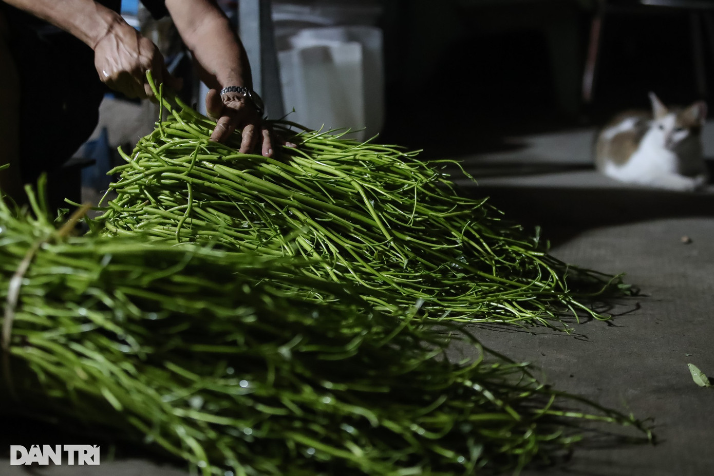 Khi được hỏi tại sao không đeo găng để đỡ bị nước ăn tay, người nhặt rau cho biết đeo găng tay vào sẽ vướng víu, làm chậm.