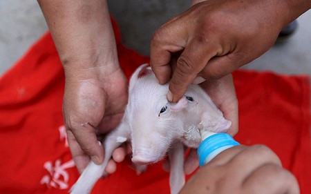 Sửng sốt thấy heo con 2 đầu, 3 tai đi lạc trên phố ảnh 2