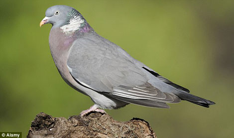 Đội quân gián điệp đặc biệt tung hoành khắp Trung Đông ảnh 1