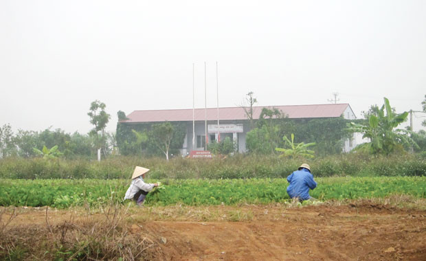 Trung tâm Dự án Diamond Park New vẫn là những ruộng rau. Trung tâm Dự án Diamond Park New vẫn là những ruộng rau