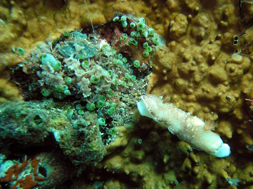 Rạn san hô ven bờ biển đặc sắc tại khu vực Núi Chúa. Ảnh VŨ ĐIỆP. Rạn san hô ven bờ biển đặc sắc tại khu vực Núi Chúa. Ảnh VŨ ĐIỆP.