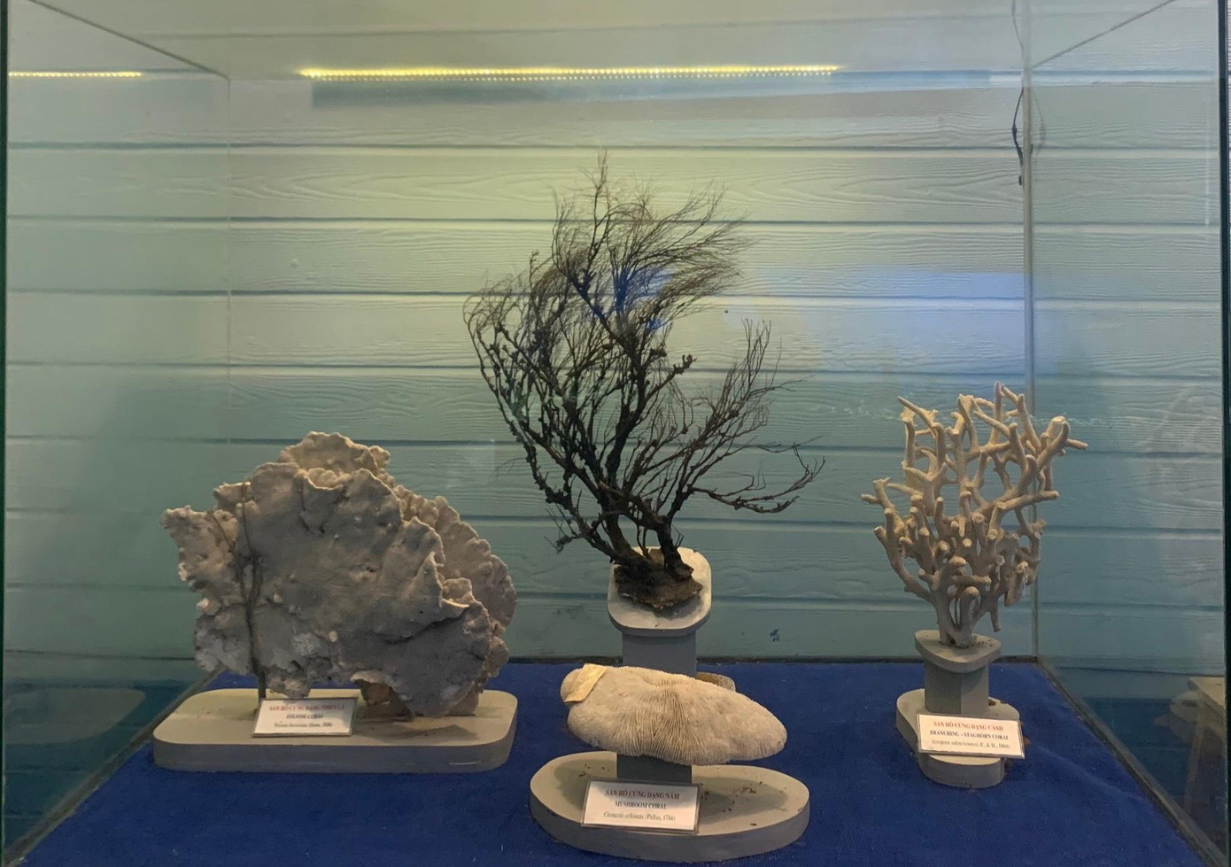 Những mẫu vật thu thập được từ vùng biển quần đảo Hoàng Sa và Trường Sa của Việt Nam