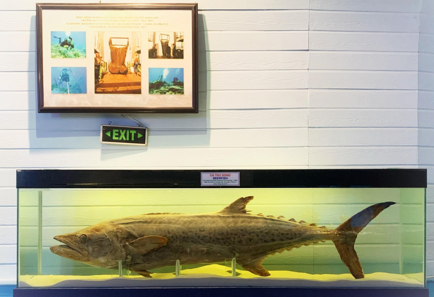 Hai loài cá quý hiếm ở quần đảo Trường Sa và Hoàng Sa của Việt Nam được trưng bày tại Bảo tàng Hải dương học.