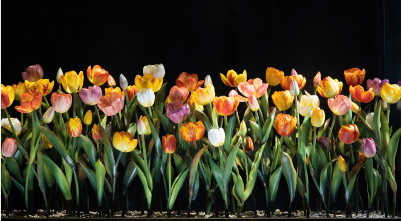 Vườn hoa tulip bằng sứ.