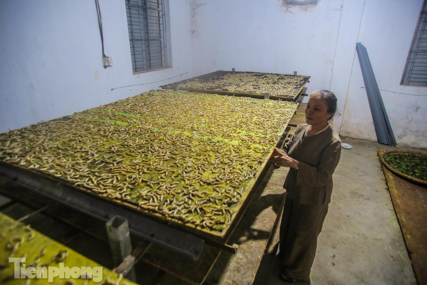 “Để làm nên những chiếc khẩu trang từ lụa tơ tằm chất lượng, việc nuôi tằm là khâu quan trọng nhất, Đặc biệt tằm rất mẫn cảm với các điều kiện sống xung quanh nó, nên nuôi tằm cũng phải trong môi trường đảm bảo, không có mùi hương liệu, hóa chất, nếu không tằm sẽ bị chết” – Bà Phan Thị Thuận chia sẻ.
