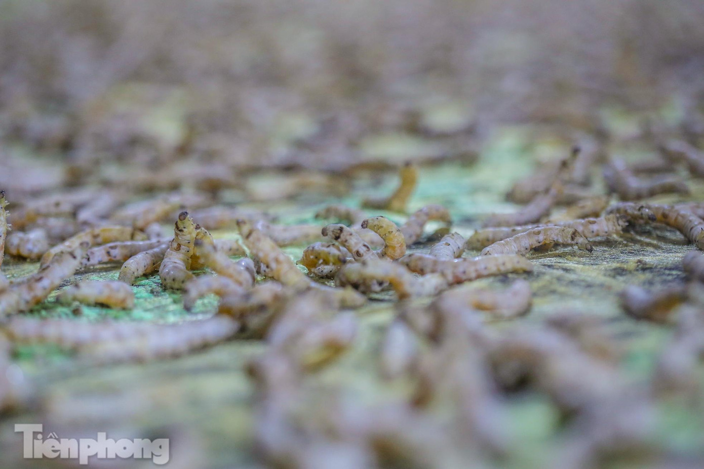 Hàng ngàn, hàng vạn con tằm cùng nằm trên một mặt phẳng rút ruột nhả tơ một cách chăm chỉ để dệt thành những tấm chăn bông tơ tằm bền đẹp. “Nguồn thức ăn của tằm cũng rất quan trọng, vì tằm cho ra sản phẩm hàng hóa trực tiếp nên thức ăn của tằm cũng phải đảm bảo sạch sẽ. Cây dâu tằm cũng không được bón phân hóa học, việc dùng chính phân của tằm bón cho cây dâu là biện pháp tốt nhất, mang lại hiệu quả cao”, bà Thuận nói thêm.