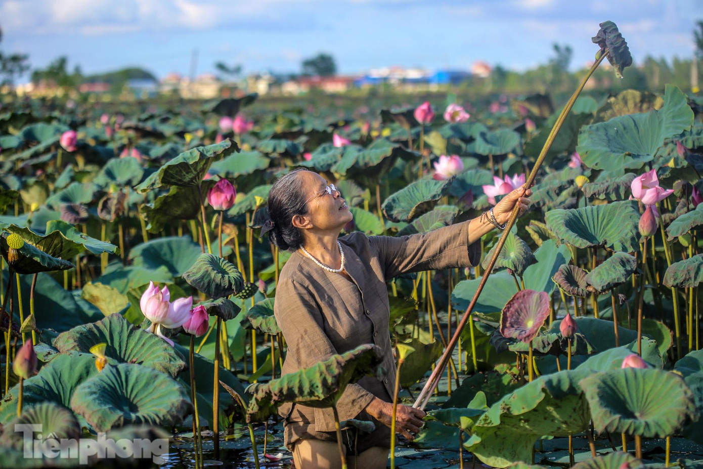 Với nghệ nhân Phan Thị Thuận, những cuống sen đều rất có ý nghĩa với bà nên dù nắng nóng, bà vẫn tự tay lựa chọn từng cuống sen để mang về lấy tơ. Với nghệ nhân Phan Thị Thuận, những cuống sen đều rất có ý nghĩa với bà nên dù nắng nóng, bà vẫn tự tay lựa chọn từng cuống sen để mang về lấy tơ.