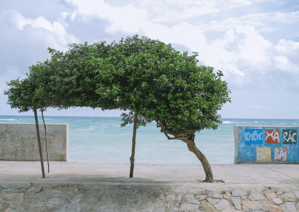 Cây cô đơn trước cửa Villa Biển Xanh trên Đảo Phú Quý. - Ảnh: Nguyễn Đức Hoàng Cây cô đơn trước cửa Villa Biển Xanh trên Đảo Phú Quý. - Ảnh: Nguyễn Đức Hoàng