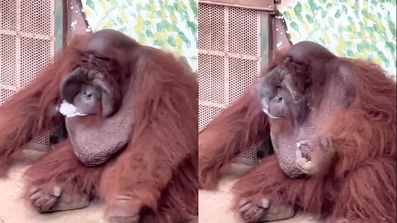 Hình ảnh chú đười ươi hút thuốc khiến nhiều người sốc nặng.