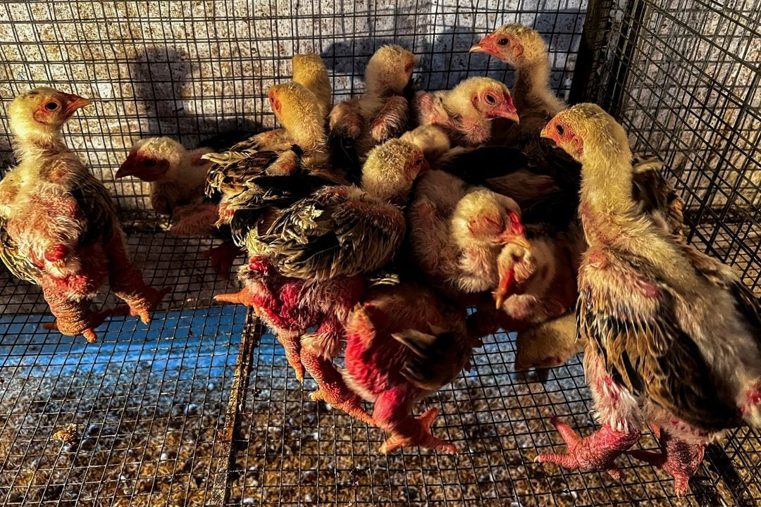 Gà Đông Tảo ngon nhất khi được 13 đến 15 tháng tuổi. Ảnh: Reuters