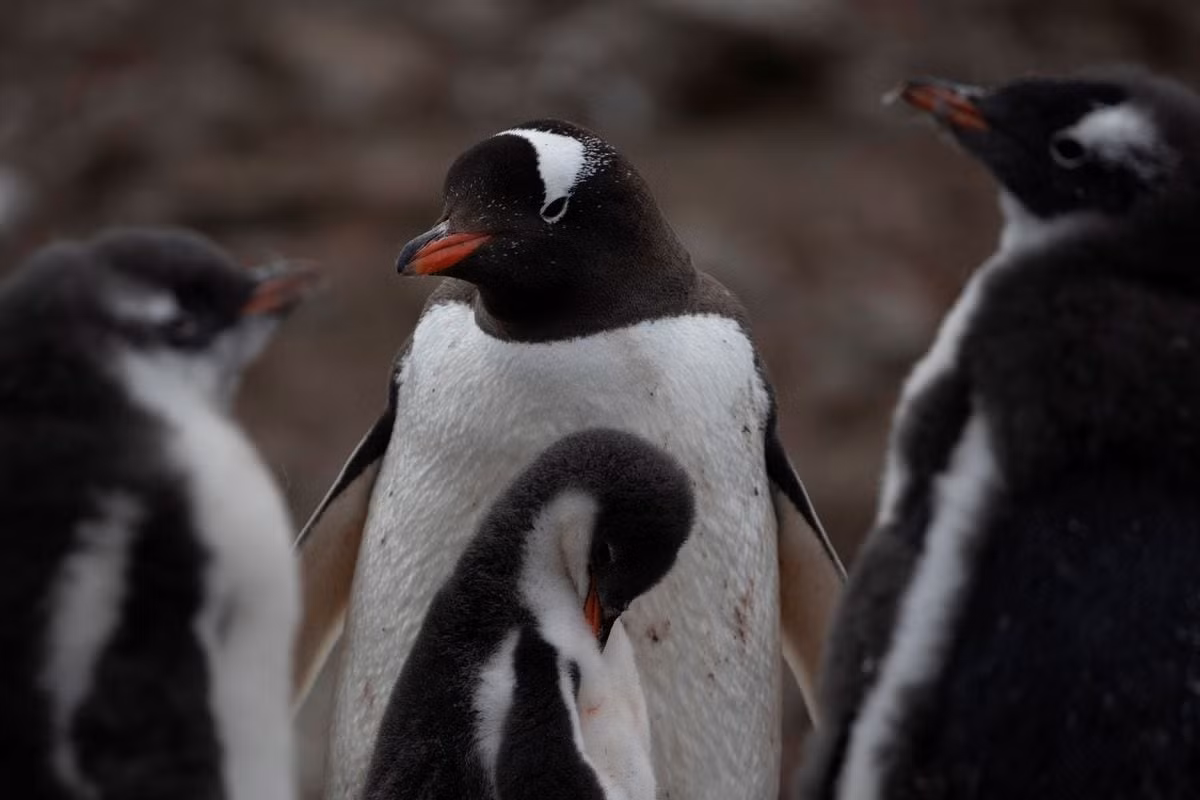 Chim cánh cụt gentoo ở Nam Cực. Ảnh: Reuters