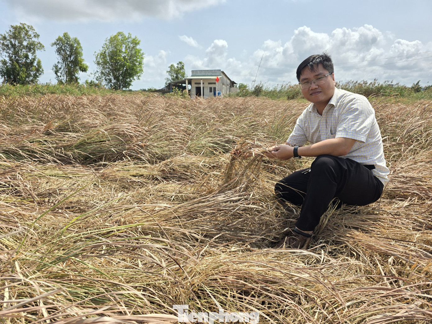 Cánh đồng sả của người dân huyện Tân Phú Đông (Tiền Giang) được chuyển đổi từ đất trồng lúa sang nhằm thích ứng với hạn hán, xâm nhập mặn, nhưng mùa khô năm nay thiếu nước tưới nghiêm trọng nên cũng trong tình trạng héo khô.