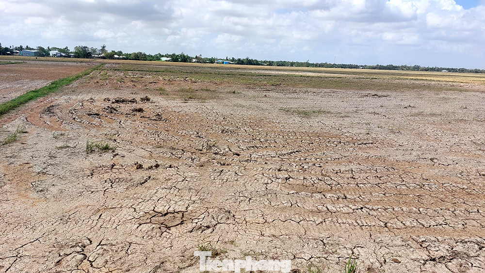 Những cánh đồng ruộng nứt nẻ do thiếu nước là hình ảnh quen thuộc của mùa khô năm nay tại miền Tây - mùa khô, xâm nhập mặn được dự báo cao hơn trung bình nhiều năm.