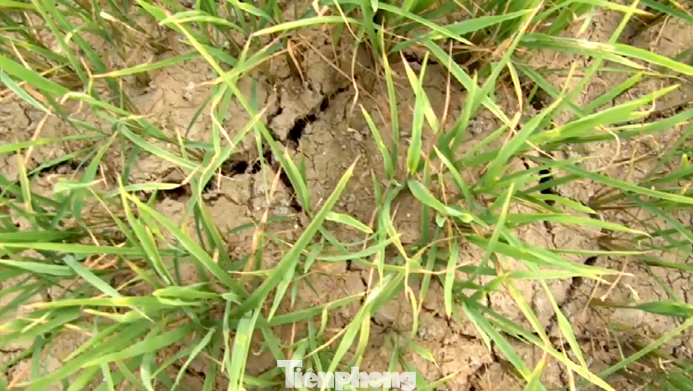 Lúa còn xanh nhưng chân ruộng đã nứt nẻ, sự sống của cây trồng những vùng lúa các tỉnh ven biển chỉ còn tính theo ngày.