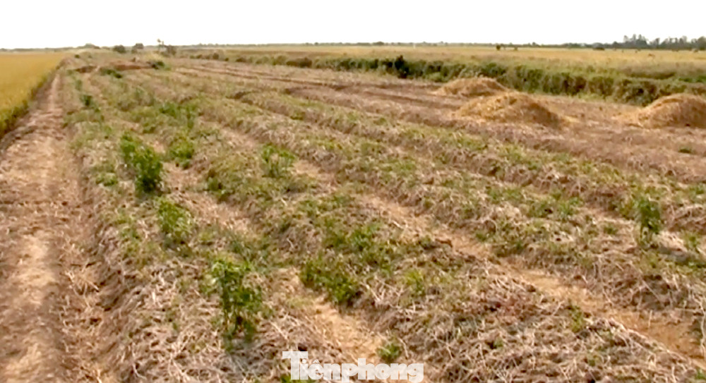 Hoa màu không còn nước tưới cũng héo khô, đất bạc trắng.