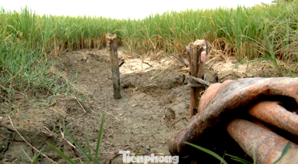 Những cánh đồng lúa không còn nước, phó mặc cho trời.