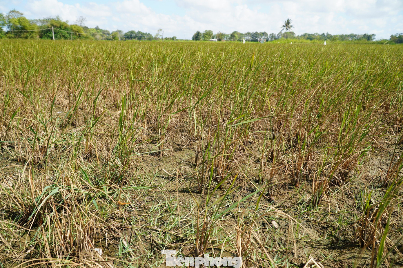 Một cánh đồng lúa thiếu nước ngọt không còn cơ hội cứu vãn.