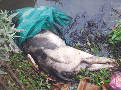 Lợn chết nổi bồng bềnh trên con mương chạy qua trường THCS Bồng Mạc B