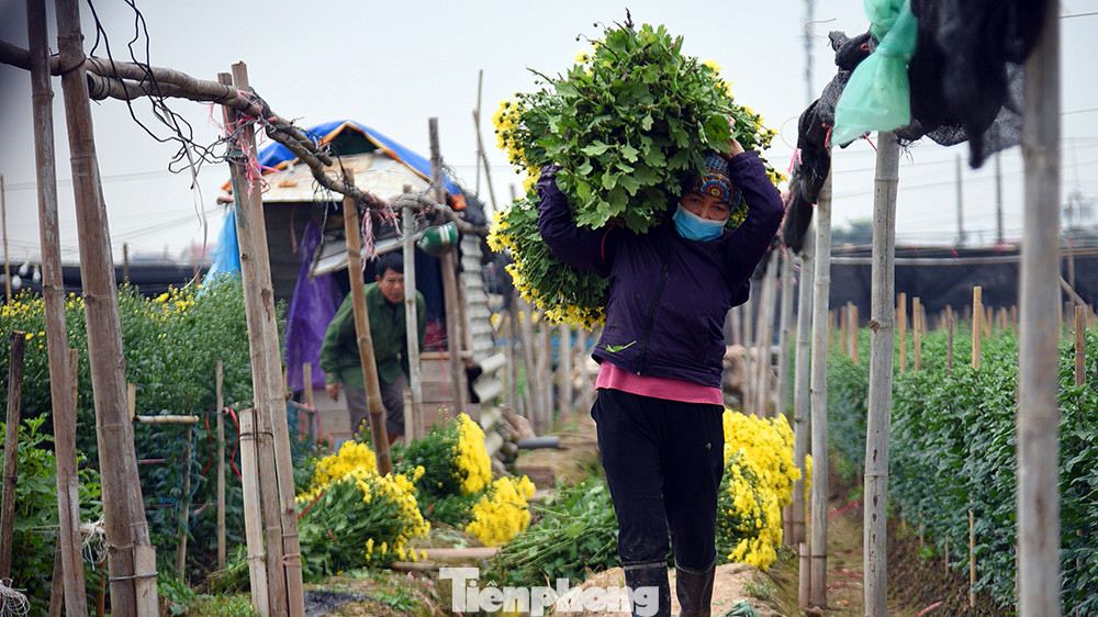 Trong những ngày này, những người dân ở làng hoa Tây Tựu đang hối hả chăm sóc và thu hoạch hoa để kịp cho mùa thu hoạch hoa lớn nhất trong năm.