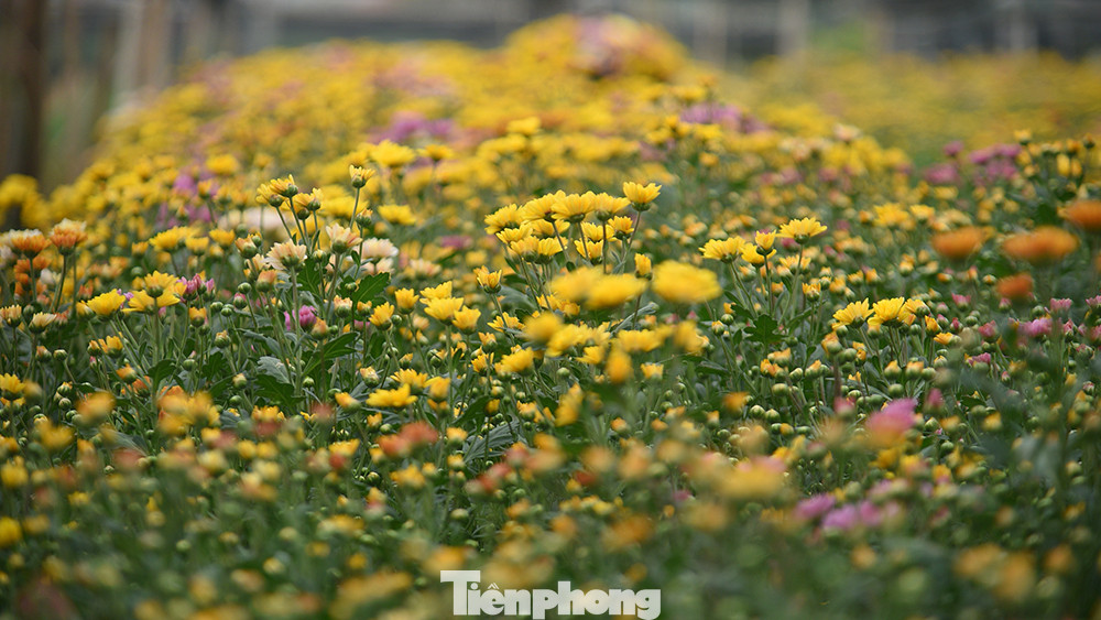 Đặc biệt, khi bước sang tháng Chạp, nhịp độ làm việc càng nhộn nhịp hơn, từ việc tưới nước, chăm sóc cho hoa, bảo đảm hoa phát triển đúng độ, nở đều và đẹp đúng ngày Tết.