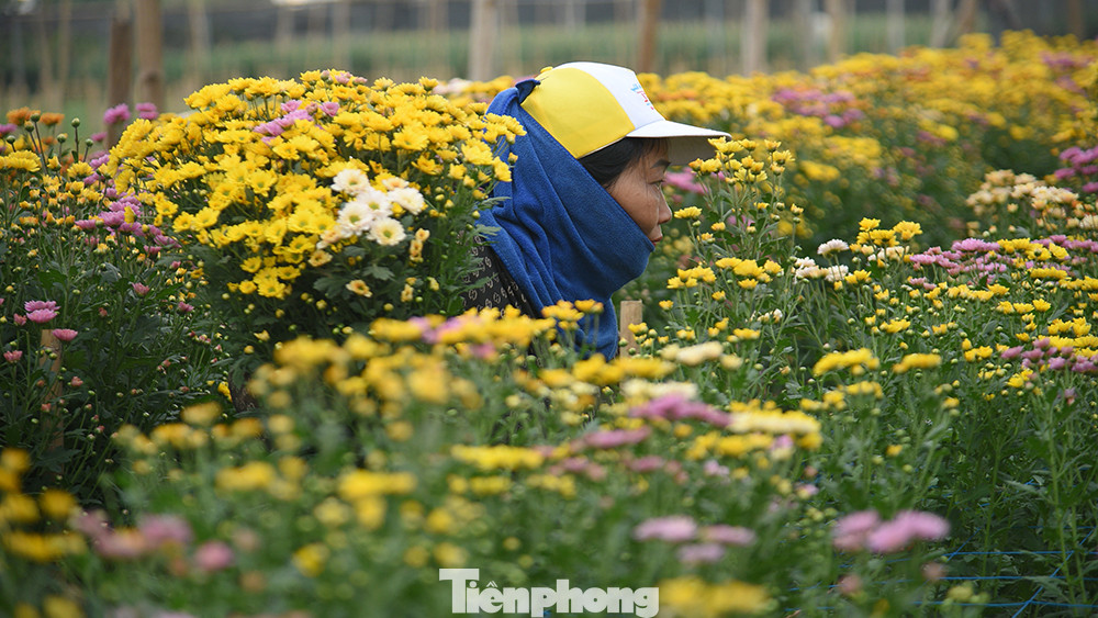 Làng hoa Tây Tựu (quận Bắc Từ Liêm, TP Hà Nội) được coi là "thủ phủ" hoa tươi của Thủ đô trong nhiều năm qua.