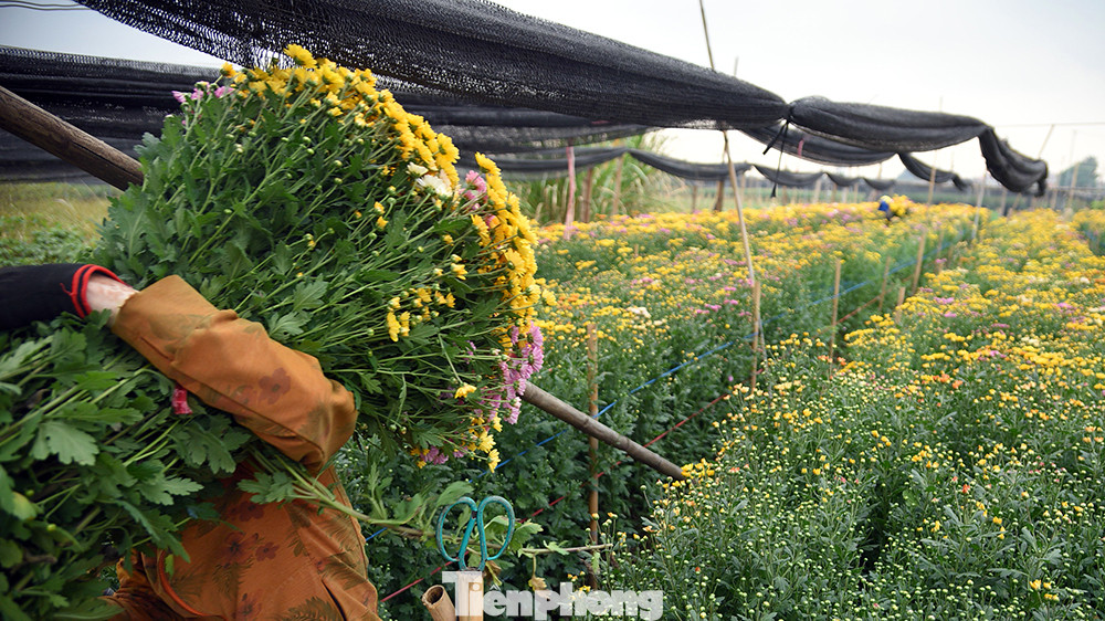 >Để có hoa phục vụ nhu cầu những ngày Tết, ngay từ đầu tháng 9 âm lịch, người dân nơi đây đã bắt đầu chuẩn bị mùa hoa Tết.