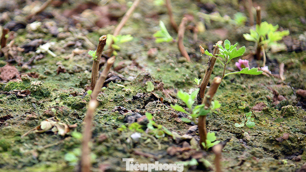 Những luống hoa sau khi được thu hoạch lại được người nông dân chăm sóc để sẵn sàng cho mùa vụ mới phục vụ người dân Thủ đô dịp đầu năm mới.