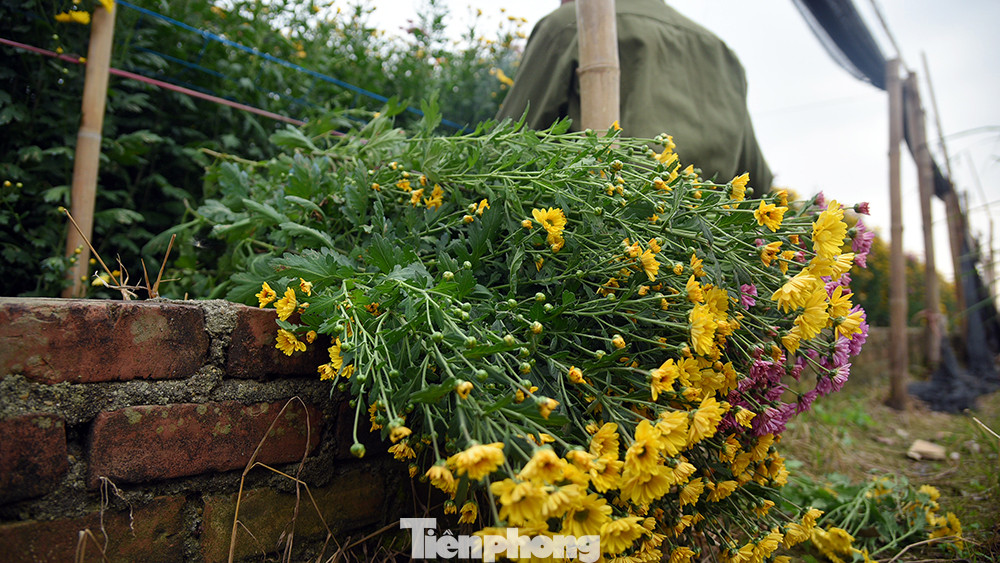 Trong năm, người nông dân trồng hoa thường chia làm 3 vụ thu hoạch: Hoa nở sớm sẽ cắt bán từ đầu tháng Chạp hoặc Tết dương lịch; loại có nụ đã to thu hoạch cho Rằm tháng Chạp; loại mới lên nụ sẽ để bán Tết âm lịch.