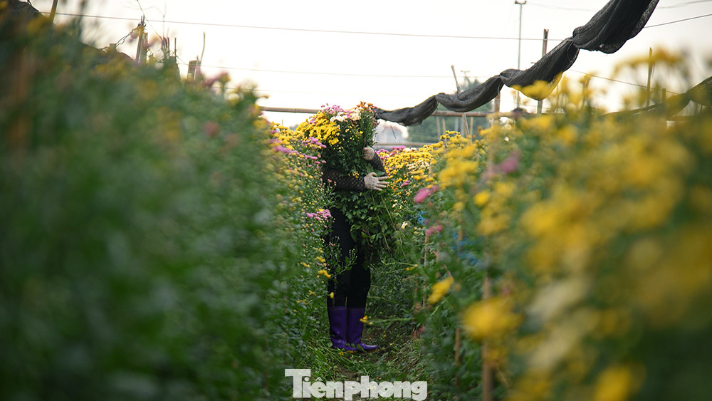 Chưa đến một tuần nữa là đến ngày rằm tháng Chạp rồi đến Tết Nguyên đán Quý Mão 2023, những người nông dân tại làng hoa được coi là lớn nhất Hà Nội đang tất bật chăm sóc và thu hoạch hoa tươi.