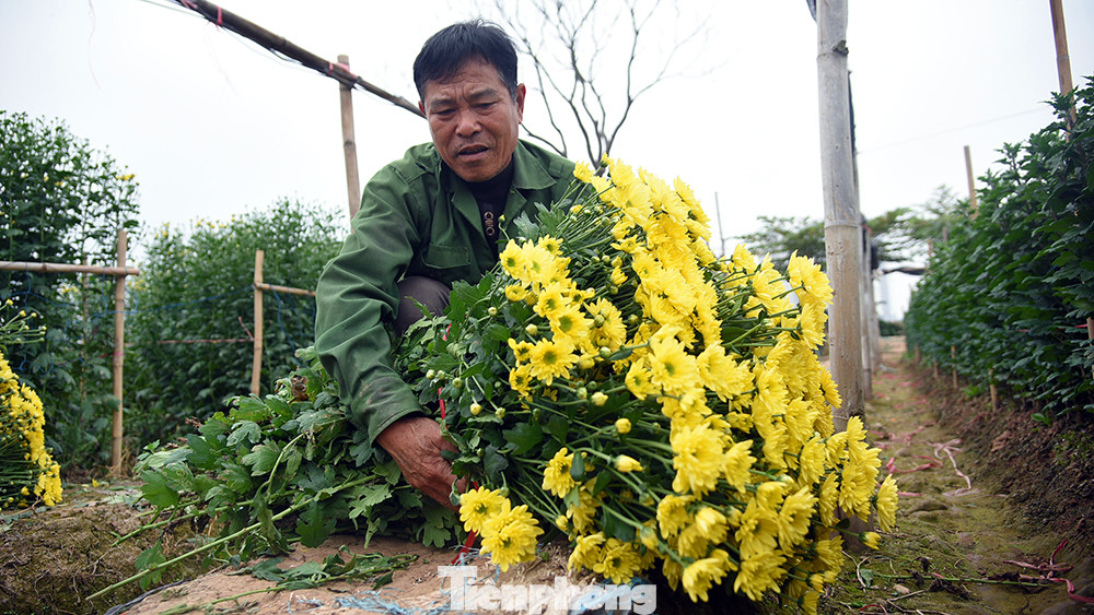 Hoa cúc, hiện tại giá bán buôn đã dao động từ 100.000 - 140.000 đồng cho 50 bông. Gần Tết, giá sẽ còn tăng lên nếu hoa trở nên khan hiếm.